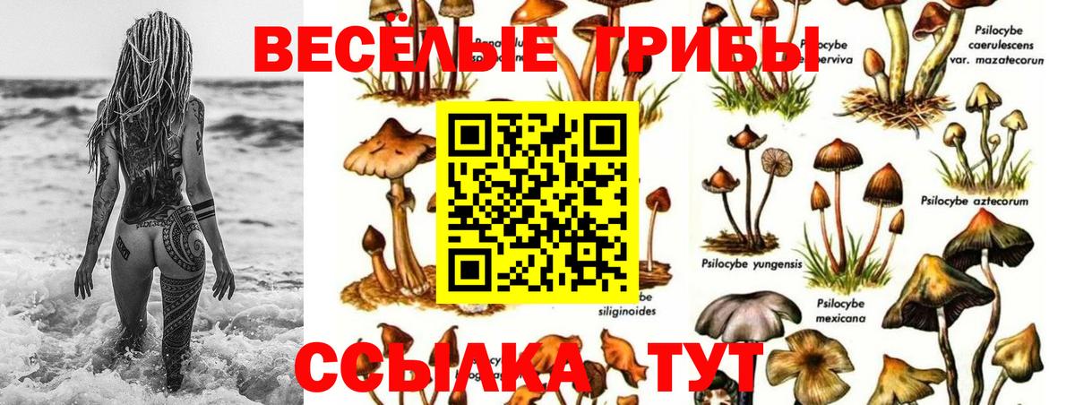 Жуковский  Псилоцибиновые грибы Psilocybe  Вход с VPN  даркнет сайт  Галлюциногенные грибы Psilocybine cubensis 
